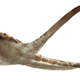 The exceptionally weird Late Cretaceous shark Aquilolamna milarcae.
